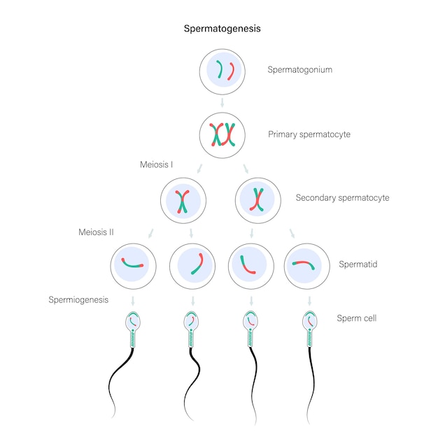 Vector espermatogénesis
