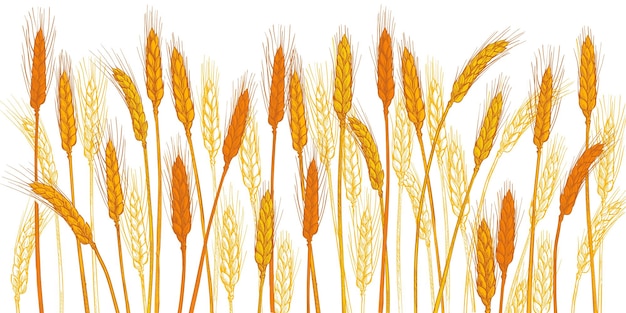 Espigas de trigo cebada cereales cosecha pico grano maíz agricultura agricultura orgánica símbolo de comida saludable elemento de diseño de panadería ilustración vectorial