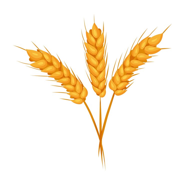 Vector espigas de trigo con granos sobre fondo blanco vector ilustración aislada estilo plano elementos para el diseño de producción de panadería o harina