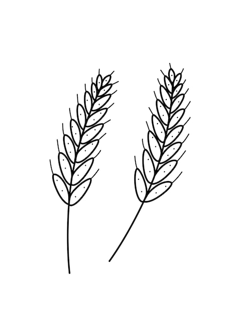 Espigas de trigo icono estilo doodle Ilustración vectorial de un cultivo de grano cultivado sobre un fondo blanco