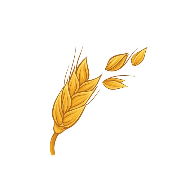 Espiguilla de trigo dorado con granos Cultivo agrícola Tema de agricultura y cosecha Boceto colorido Diseño vectorial dibujado a mano para postal de menú o impresión