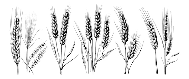 Espiguillas de espigas de trigo dibujan centeno dibujado a mano en concepto de alimentos orgánicos de granja de estilo grabado vintage