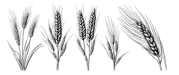 Vector espiguillas de espigas de trigo dibujan centeno dibujado a mano en concepto de alimentos orgánicos de granja de estilo grabado vintage