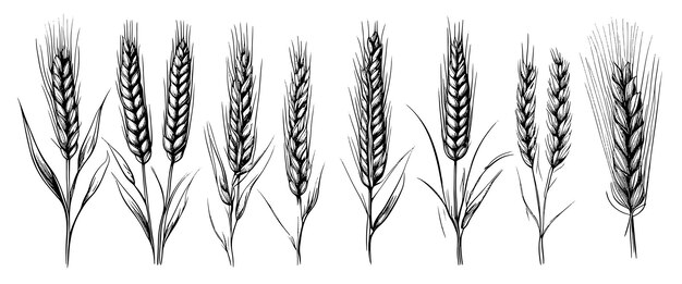 Vector espiguillas de espigas de trigo dibujan centeno dibujado a mano en concepto de alimentos orgánicos de granja de estilo grabado vintage