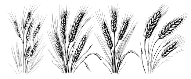 Espiguillas de espigas de trigo dibujan centeno dibujado a mano en concepto de alimentos orgánicos de granja de estilo grabado vintage