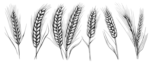 Espiguillas de espigas de trigo dibujan centeno dibujado a mano en concepto de alimentos orgánicos de granja de estilo grabado vintage