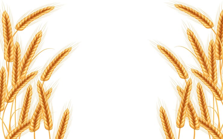Vector espiguillas maduras de trigo con granos, espigas y tallos.