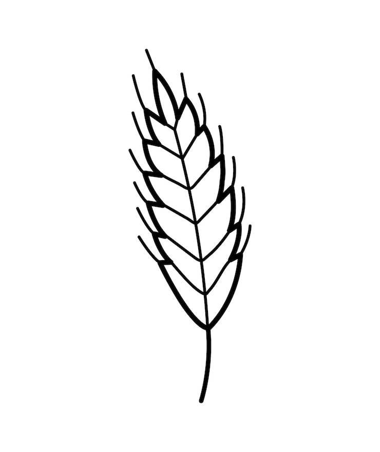 Vector espiguillas de plantas de trigo. elemento dibujado a mano de avena, centeno, cebada en estilo de línea de fideos.