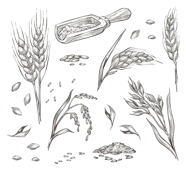 Vector espiguillas de trigo, cereales y cultivos agrícolas.