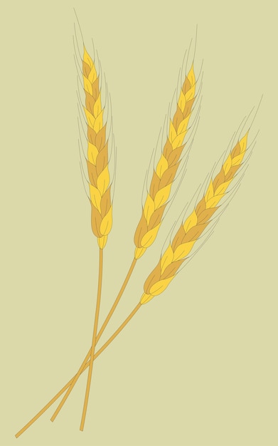 Espiguillas de trigo Ramitas de grano Tres espiguillas
