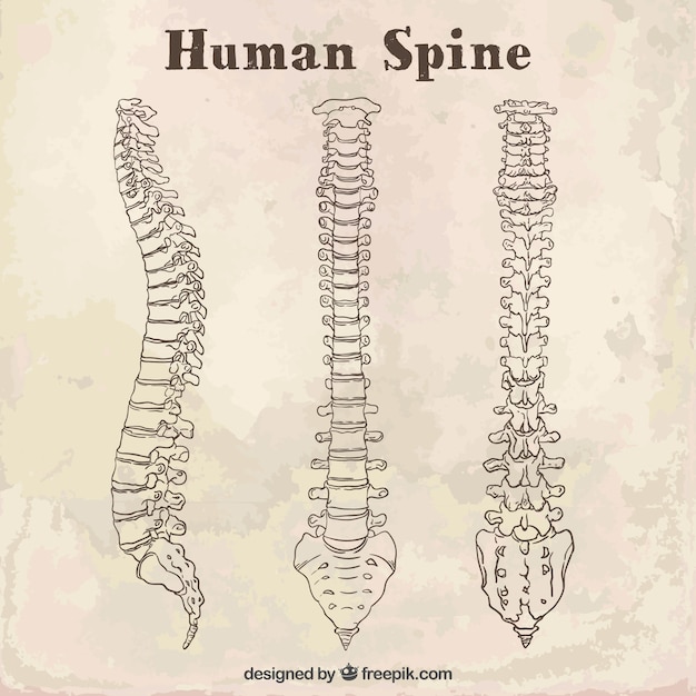 espina dorsal humana bocetos