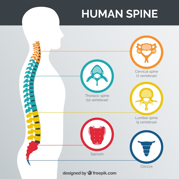 Espina dorsal humana con las partes coloreadas