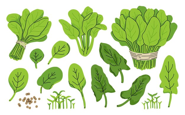 Espinaca de hojas crudas frescas y jugosas aisladas sobre un fondo blanco Alimentación vegetariana saludable Colección de plantas de ensalada verde en estilo plano Hojas, semillas y racimos de verduras
