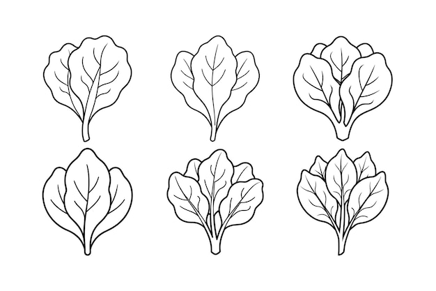Espinaca Spinacia oleracea diseño etiquetado ilustración vectorial de arte de línea