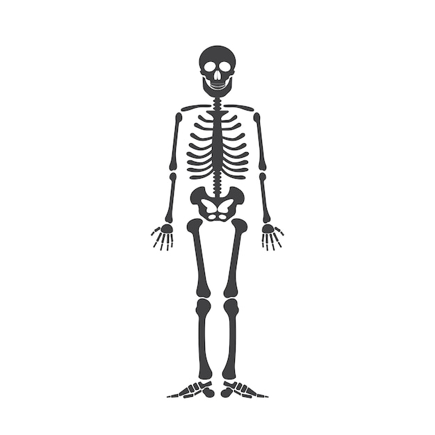 Vector esqueleto de la anatomía humana. vector halloween esqueleto negro aislado en blanco