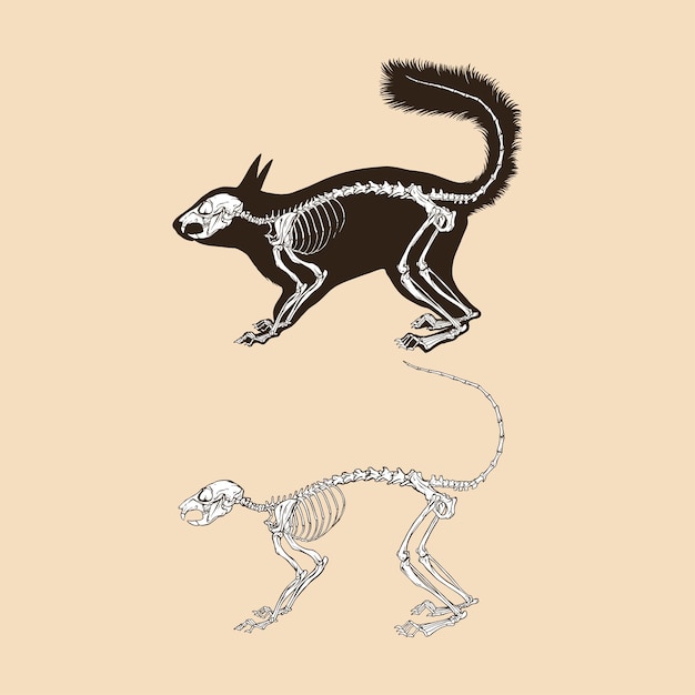Esqueleto ardilla vector ilustración animal