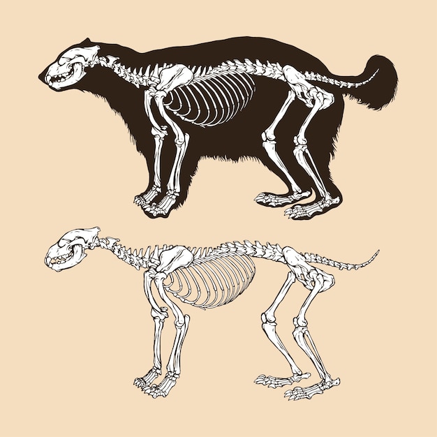 Vector esqueleto, glotón, vector, ilustración, animal