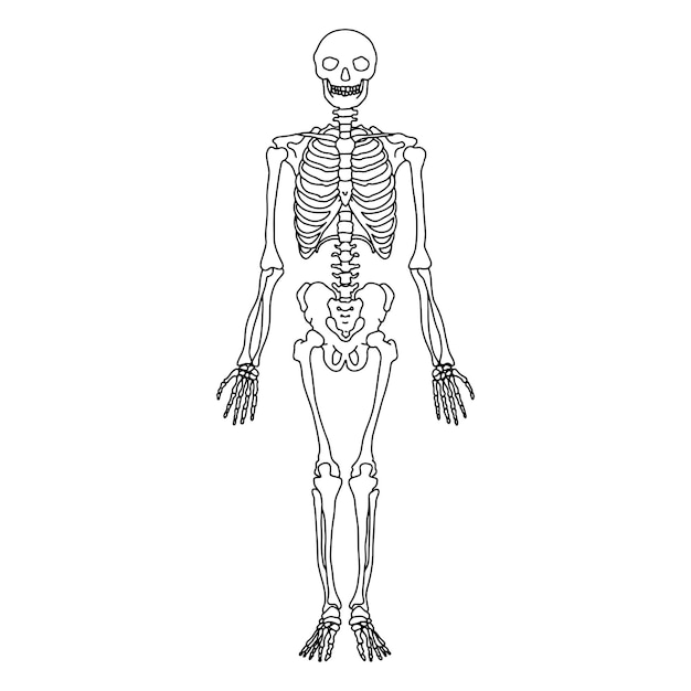 esqueleto humano, dibujado, por, líneas, blanco, plano de fondo, vector, ilustración común