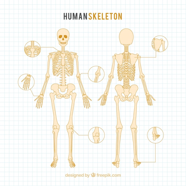 Vector esqueleto humano dibujado a mano