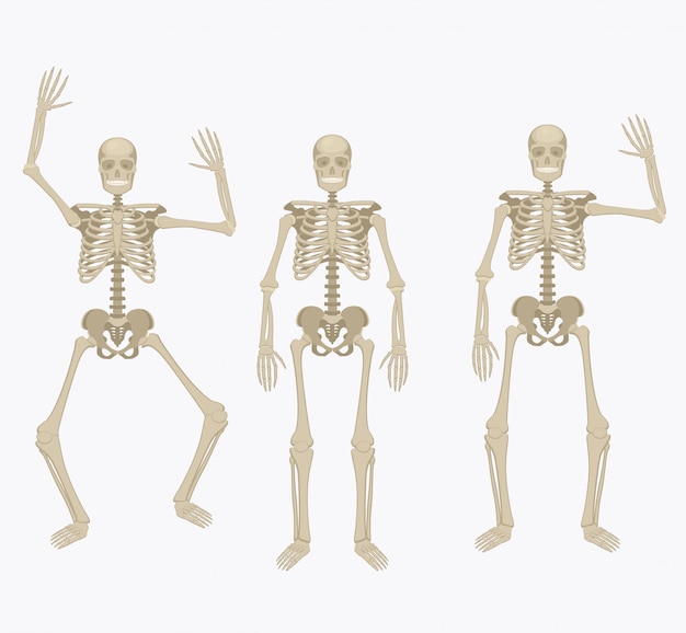 Vector esqueleto humano.