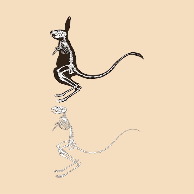 Esqueleto mayor egipcio jerboa vector ilustración animal