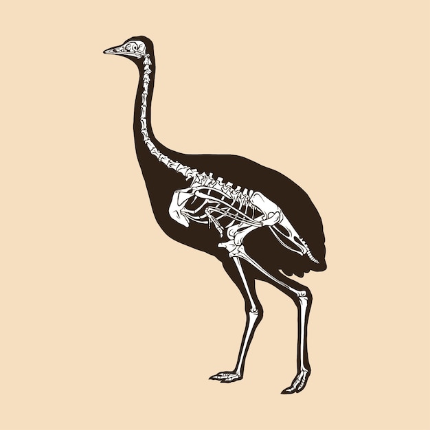 esqueleto, mayor, ñandú, vector, ilustración
