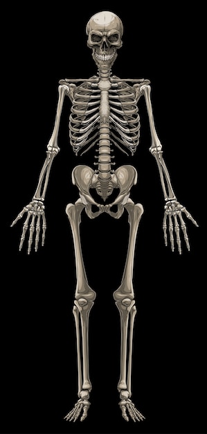 Esqueleto óseo humano colorido gráfico