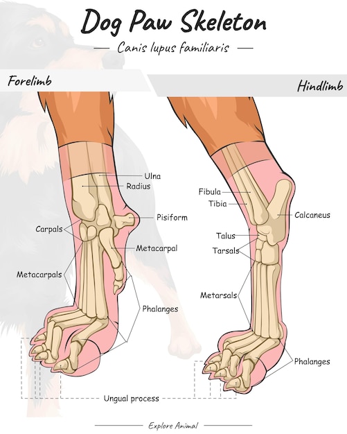 Vector esqueleto de pata de perro. anatomía del esqueleto de pata de perro.