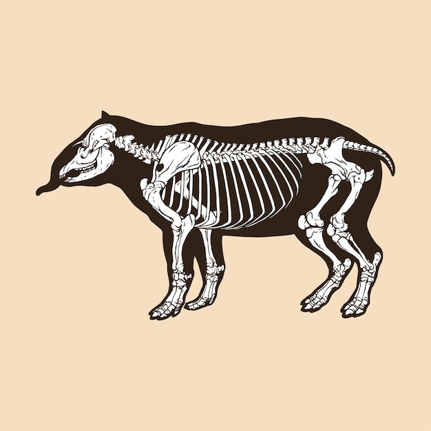 Esqueleto, tapir, vector, ilustración