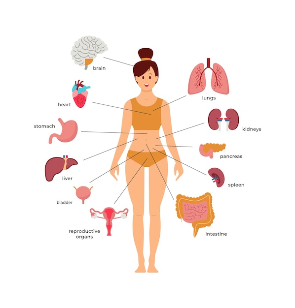 Vector esquema de anatomía de la mujer ilustración vectorial