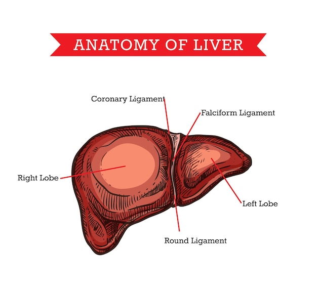 Esquema de ayuda de medicina de vector de anatomía de hígado humano