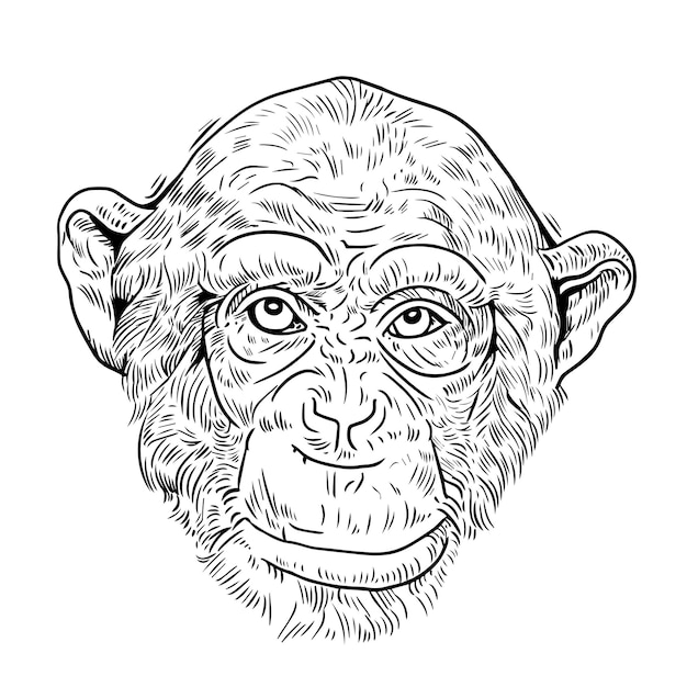 Esquema de dibujo vectorial de cabeza de mono