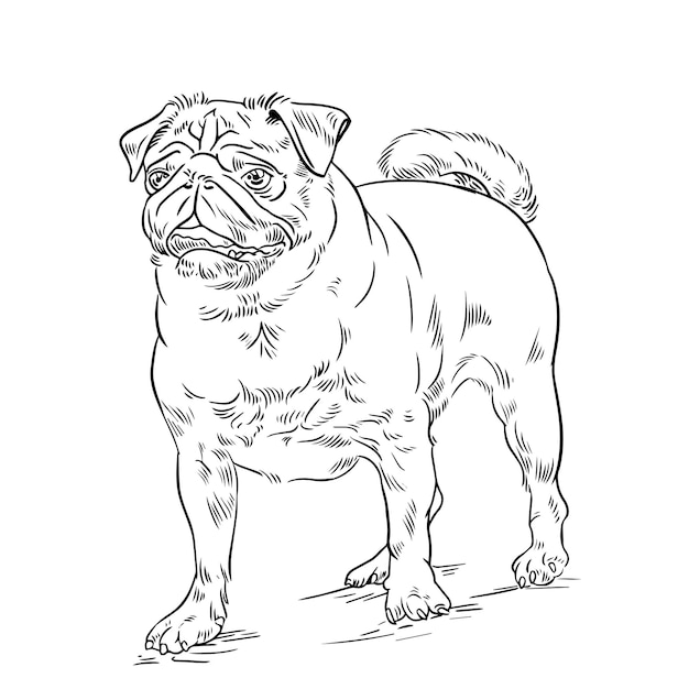 Esquema de dibujo vectorial de perro Pug