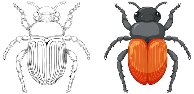 Vector esquema de escarabajo para colorear