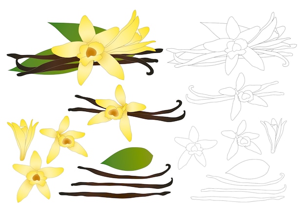 Vector esquema de flores de vanilla planifolia