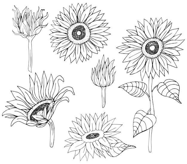 Esquema de girasol, arte de línea de girasol, dibujo de línea floral, girasoles en blanco y negro