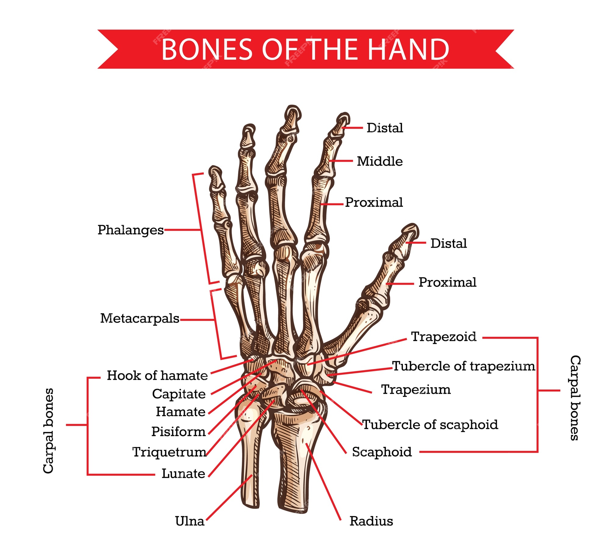 Покажи запястье человека. Кости руки человека. Анатомия руки кости. Анатомия кисти руки человека. Кости левой руки.