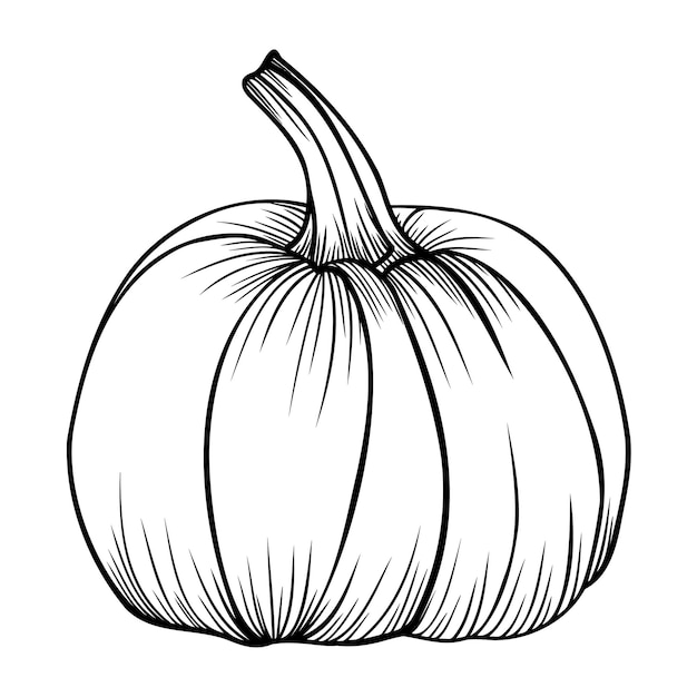 Esquema ilustración vectorial de calabaza