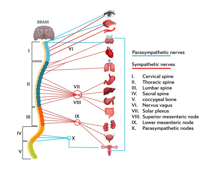 Vector esquema infográfico de la estructura anatómica del sistema nervioso humano.