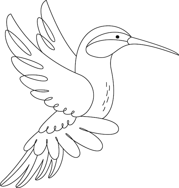 Esquema del pájaro colibrí