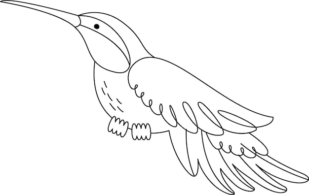 Esquema del pájaro colibrí
