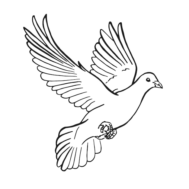 Esquema de paloma dibujado a mano Estilo de arte de línea aislado sobre fondo blanco