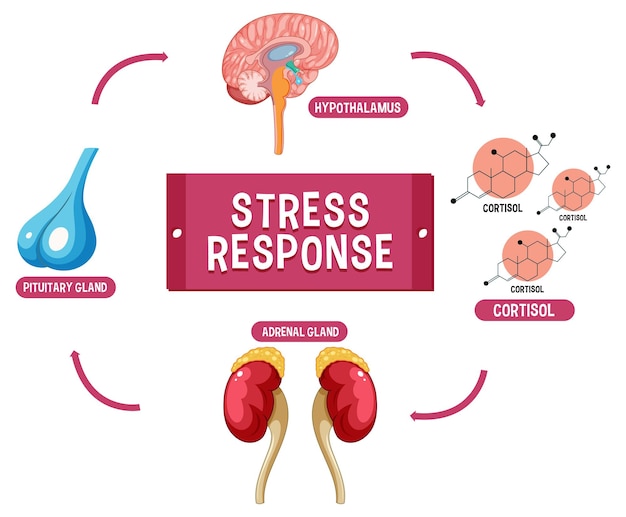 Esquema del sistema de respuesta al estrés