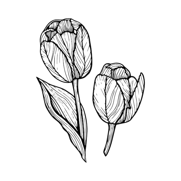 Esquema tulipán línea arte dibujado a mano flores tulipanes vector floral ilustración