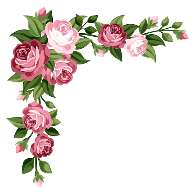 Vector esquina de rosas rosadas aislado sobre un fondo blanco viñeta vintage