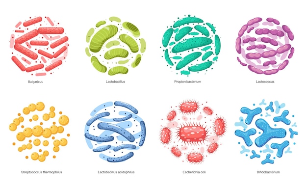 Establecer bacterias probióticas bulgaricus, lactobacillus, propionbacterium