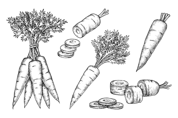 Vector establecer bocetos de zanahoria vectorial vegetales aislados con frondas alimentos naturales de granja dibujados a mano