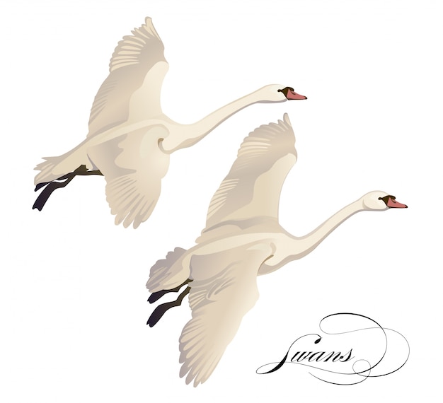 establecer dibujo Flying Swans. Dibujado a mano, doodle diseño gráfico con pájaros