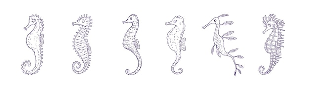 Establecer diferentes formas de caballitos de mar Vector océano animales vida submarina doodle línea ilustraciones aisladas