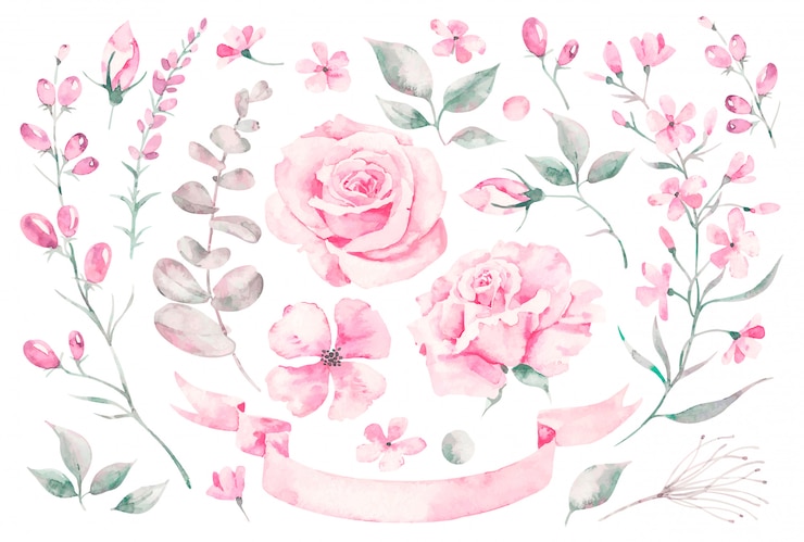 Vector establecer elementos acuarelas de rosas, hojas. colección jardín de flores de color rosa, hojas, ramas, plantas, ilustración botánica